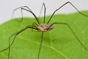 Mantén a tu hogar protegido de las arañas con esta planta