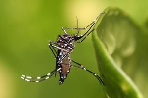 Esto es lo que debes hacer si vas a viajar a países con altos casos de Dengue según la Universidad de Chile