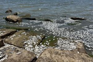 VIDEO | Miles de peces muertos en la orilla de una playa generan alarma en Texas