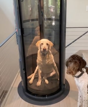 VIDEO | Perrito se hace viral ya que su familia le construyó un elevador por su avanzada edad