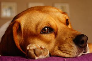 3 remedios caseros para evitar malos olores en tu casa cuando tienes perros