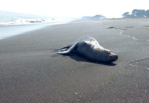 Más de 8 mil lobos marinos han muerto por Gripe Aviar en Antofagasta