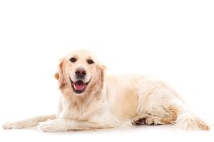 VIDEO | La conmovedora historia de Beau, el perro golden que se hizo viral en TikTok