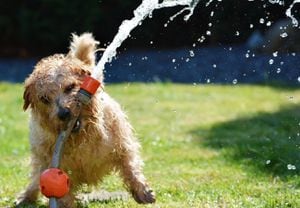 La regla de los 5 segundos: Protege a tu perro de un golpe de calor