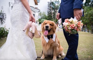 VIDEO | Perrito arruina sesión de fotos de boda y se lleva el velo de la novia en divertido viral