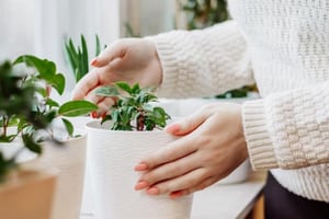 ¿Cómo cuidar mis plantas con la llegada del invierno?