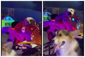 VIDEO | Estos perritos disfrutando de un juego mecánico enternece las redes