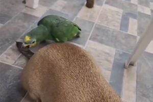 VIDEO | Loro se hace viral tras picarle la cola a perrito y reírse a carcajadas