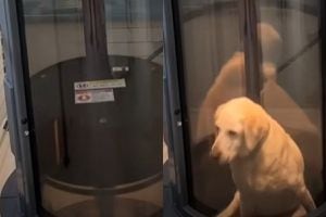 VIDEO | Familia construye un ascensor para su perro anciano: “Puro y verdadero amor”