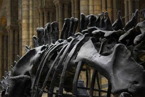 Este dinosaurio tiene cerca 70 millones de años y su esqueleto unido entre la cabeza y la cola revoluciona a la comunidad científica