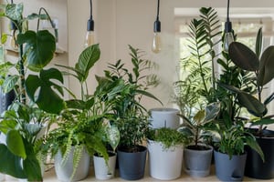 7 consejos para cuidar tus plantas durante el invierno