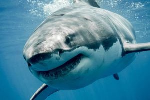VIDEO | Un tiburón de dos metros asustó a todos en una playa de España