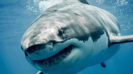 VIDEO | El escalofriante momento en que un tiburón devora a un turista en una playa de Egipto