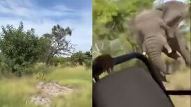 VIDEO | El terrible momento en que elefante ataca un vehículo de Safari: Murió una mujer de 80 años