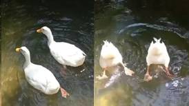 VIDEO | ¡Merecen medalla de oro! Patos se vuelven viral luego de realizar nado sincronizado