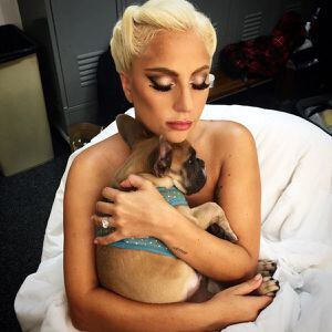 Lady Gaga puede estar tranquila: ladrón de sus perros fue condenado a la cárcel