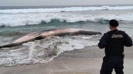 Puchuncaví: Encuentran muerto a cachalote de nueve metros en playa Luna