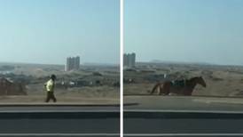 VIDEO | Como "el indomable Spirit": Carabinero fue grabado corriendo tras su caballo en Antofagasta