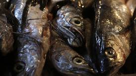 Banda de "Los Gatos" robaron pescado no apto para el consumo en Talcahuano