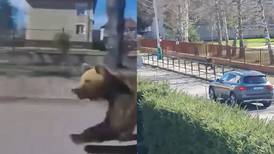 VIDEO | Buscan a un oso pardo suelto: Ya dejó cinco heridos, entre ellos una niña