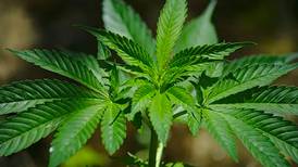 Senado vota modificación a Ley Antinarcóticos para permitir el autocultivo de marihuana