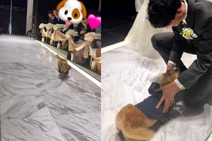 VIDEO | Perrito se hace viral por entregar los anillos en una boda