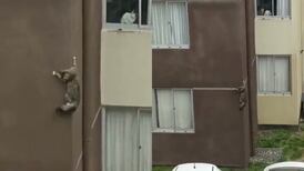 VIDEO | ¿Spidercat?: Gatito se hace viral por la peculiar forma que tiene de salir de su hogar