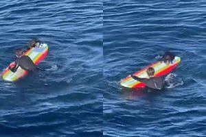 VIDEO | Nutria marina se convierte en ladrona serial de tablas de surf en Estados Unidos