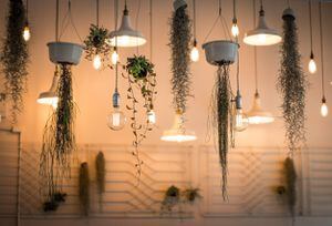 El encanto verde: Plantas colgantes que realzan tu hogar