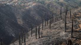 Incendio forestal: Onemi declara alerta roja en Pumanque, Paredones y Pichilemu