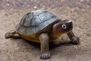 El secreto de las tortugas: Guardianas de la buena suerte en el Feng Shui