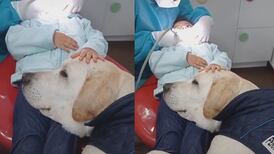 VIDEO | Perrito se vuelve viral por tranquilizar a niños en el dentista