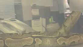 VIDEO | Familia vivió el verdadero terror al encontrar serpiente pitón en su departamento en Macul