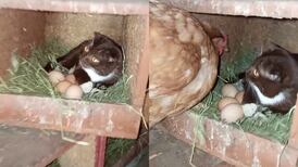 VIDEO | ¿Qué clase de ave es esta?: Gatito cuida huevos hasta que gallina vuelve al nido