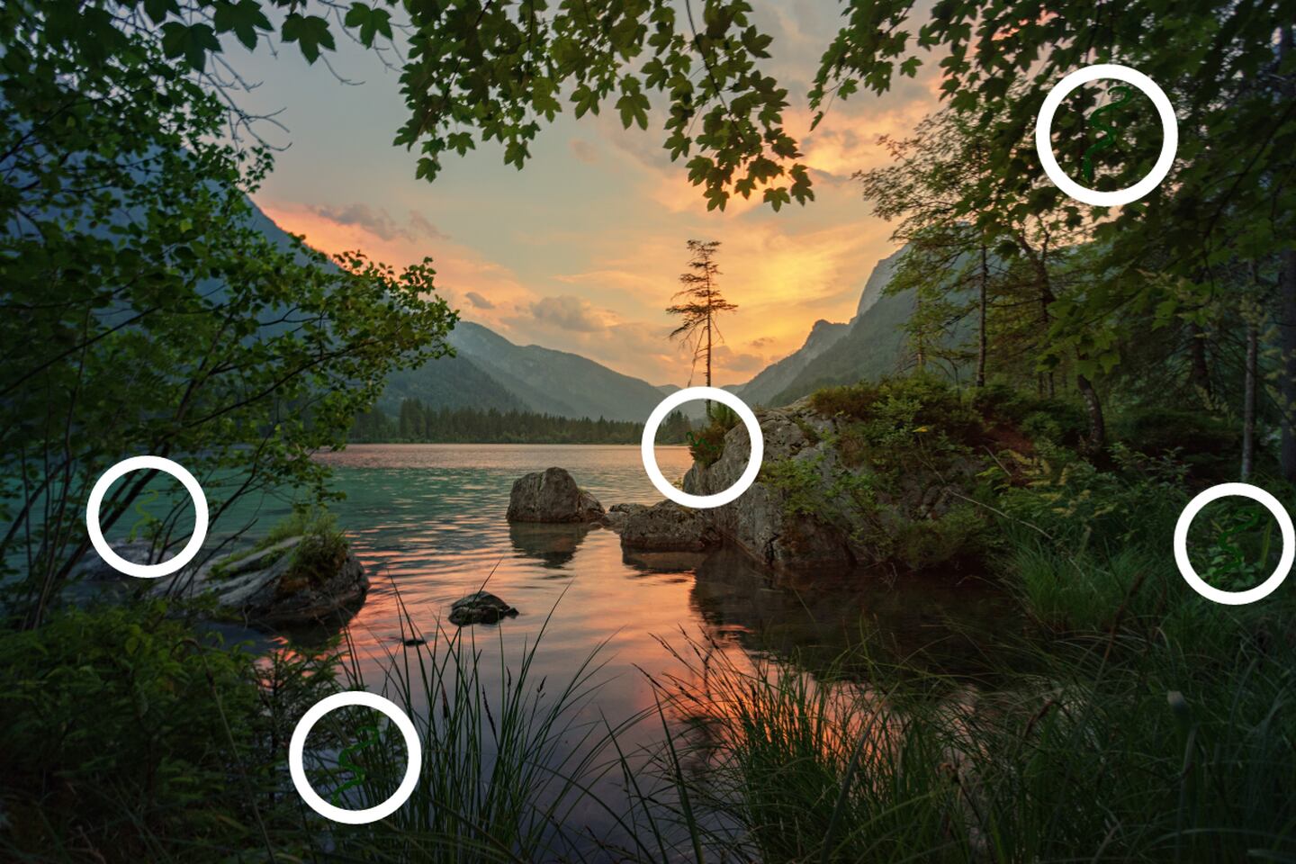 La imagen es un paisaje lleno de árboles, un lago y montañas, y entre ellas hay cinco serpientes señaladas con círculos blancos.