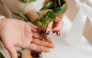 Descubre el mejor producto para enraizar y multiplica tus plantas con esquejes