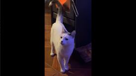 VIDEO | ¡Cuidado con la cola! Gatito se acerca mucho a una estufa y termina quemándose