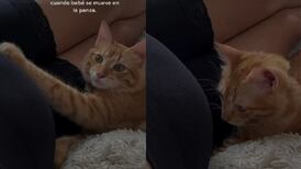VIDEO | "Ahora es su protector": Gatito se vuelve viral por reaccionar de manera tierna ante patada de bebé en gestación