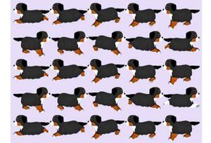 Test visual: ¡Un desafío canino! ¿Puedes encontrar el cachorro diferente?