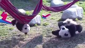 VIDEO | Ejemplo de perseverancia: Panda bebé intenta subirse a una hamaca y video se vuelve viral