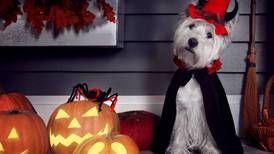 10 ideas para disfrazar a tu mascota este Halloween