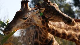 Visita el Buin Zoo este fin de semana: ¿A cuánto están las entradas?