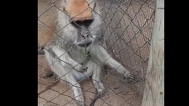 VIDEO | Denuncian a zoológico de La Serena por maltrato animal tras muerte de mono que se volvió viral