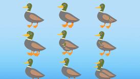 Test Visual: ¿Puedes contar cuántos patos hay en esta imagen en menos de 10 segundos?