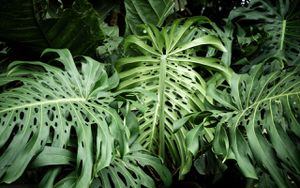 Descubre las plantas que deberías quitar del interior de tu hogar por tu seguridad