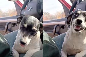 VIDEO | Lulú, la perrita viral más cariñosa de Instagram: “Increíble la conexión”