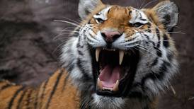 Muerte de joven en Safari de Rancagua: Animalistas exigen sumario y que no se sacrifique al tigre