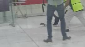 VIDEO | Rata gigante causa terror en el Aeropuerto de Ciudad de México