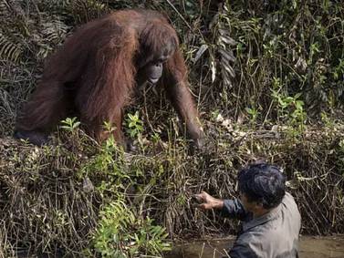 VIRAL | Orangután ayuda a un hombre atrapado en un río y las fotos se vuelven virales