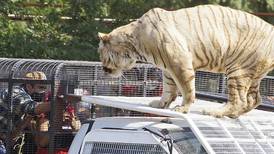 Compañeros de Catalina Torres revelan negligencia en Parque Safari: "Nadie sabía que el tigre estaba suelto"